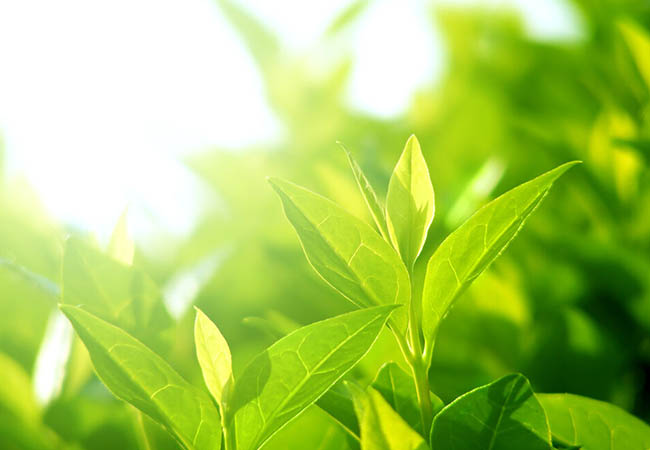 WHY GREEN TEA EXTRACT IS ONE OF THE BEST INGREDIENTS FOR SKIN CARE
