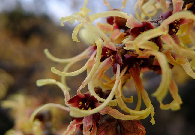 The benefits of witch hazel for your skin, including how it can help tighten pores and reduce acne